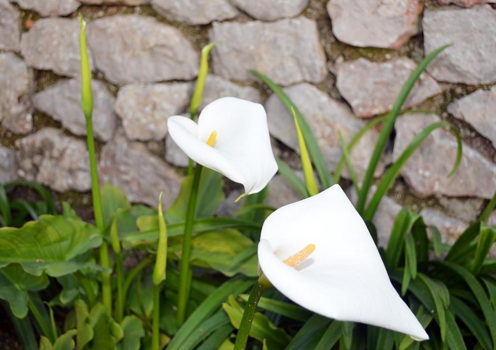 Le Ginestre di Capri BB&Holiday House Bed and Breakfast Anacapri  Camera foto