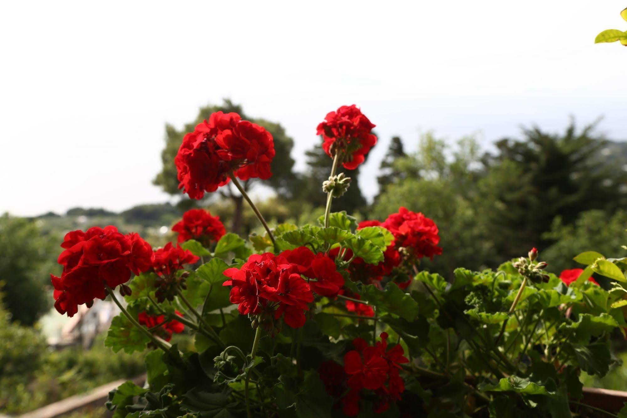 Le Ginestre di Capri BB&Holiday House Bed and Breakfast Anacapri  Esterno foto